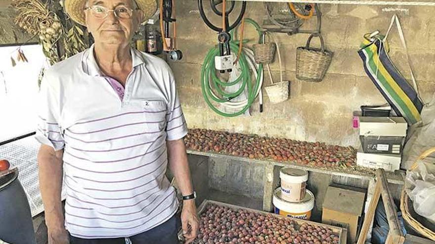 Bernat ´Mora´ ante algunos ´canyissos´ en los que ha extendido parte de su abundante cosecha de tomates de una sola planta.