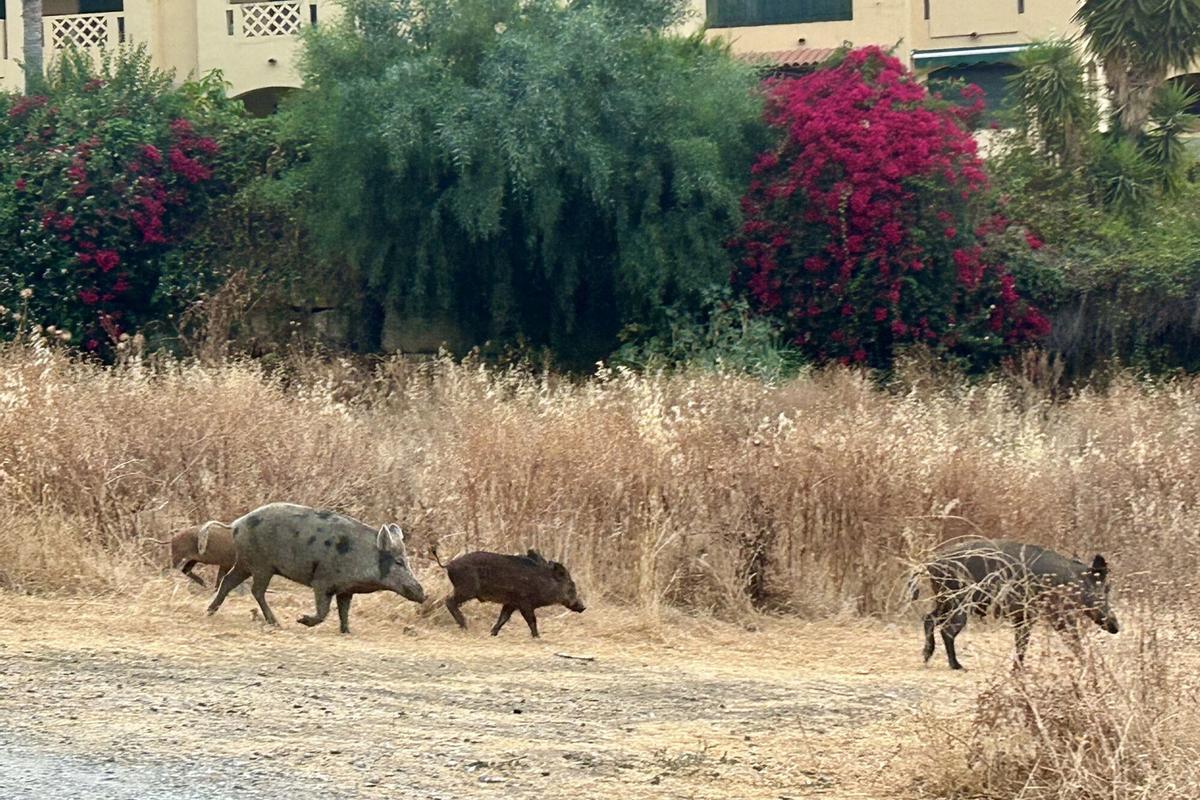Un grupo de jabalíes, este sábado en Mijas Costa .