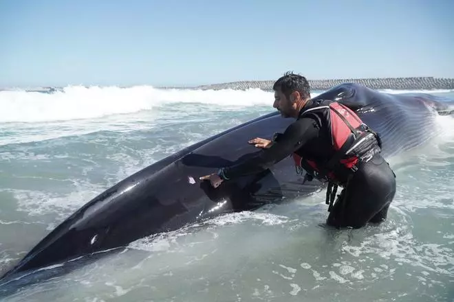 Así fue el rescate de la ballena varada en Arteixo