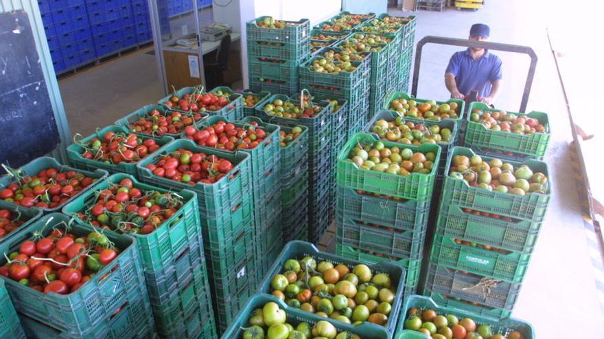 La exportación hortofrutícola crece un 9% en la Región