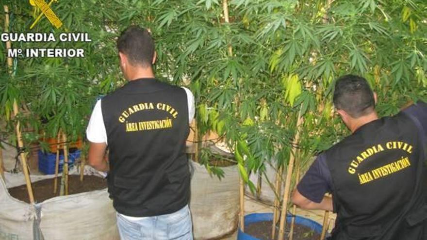 Detienen a un hombre e incautan 66 plantas de marihuana en Llanera