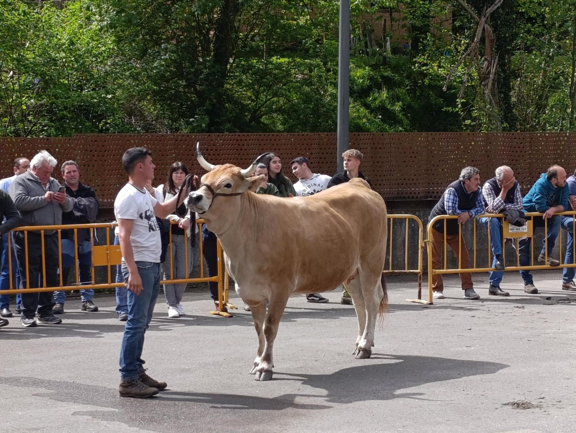 El XXXI Certamen-Exposición de Asturiana de los Valles de Teverga, en imágenes