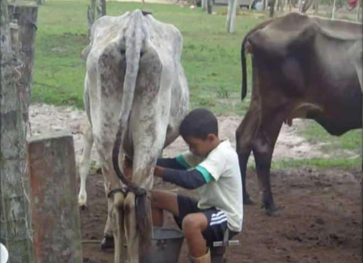Savinho, de petit, munyint una vaca a la granja de la família