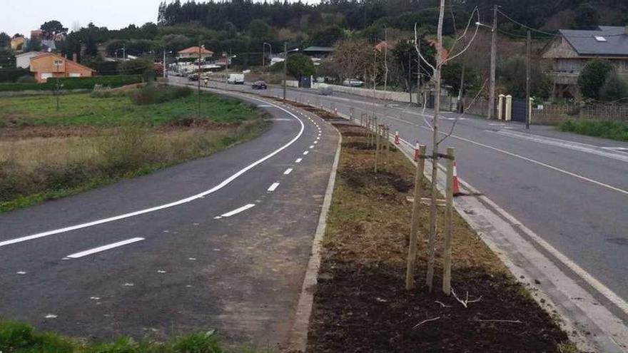 Plantación de árboles en el carril bici entre Mera y Santa Cruz.