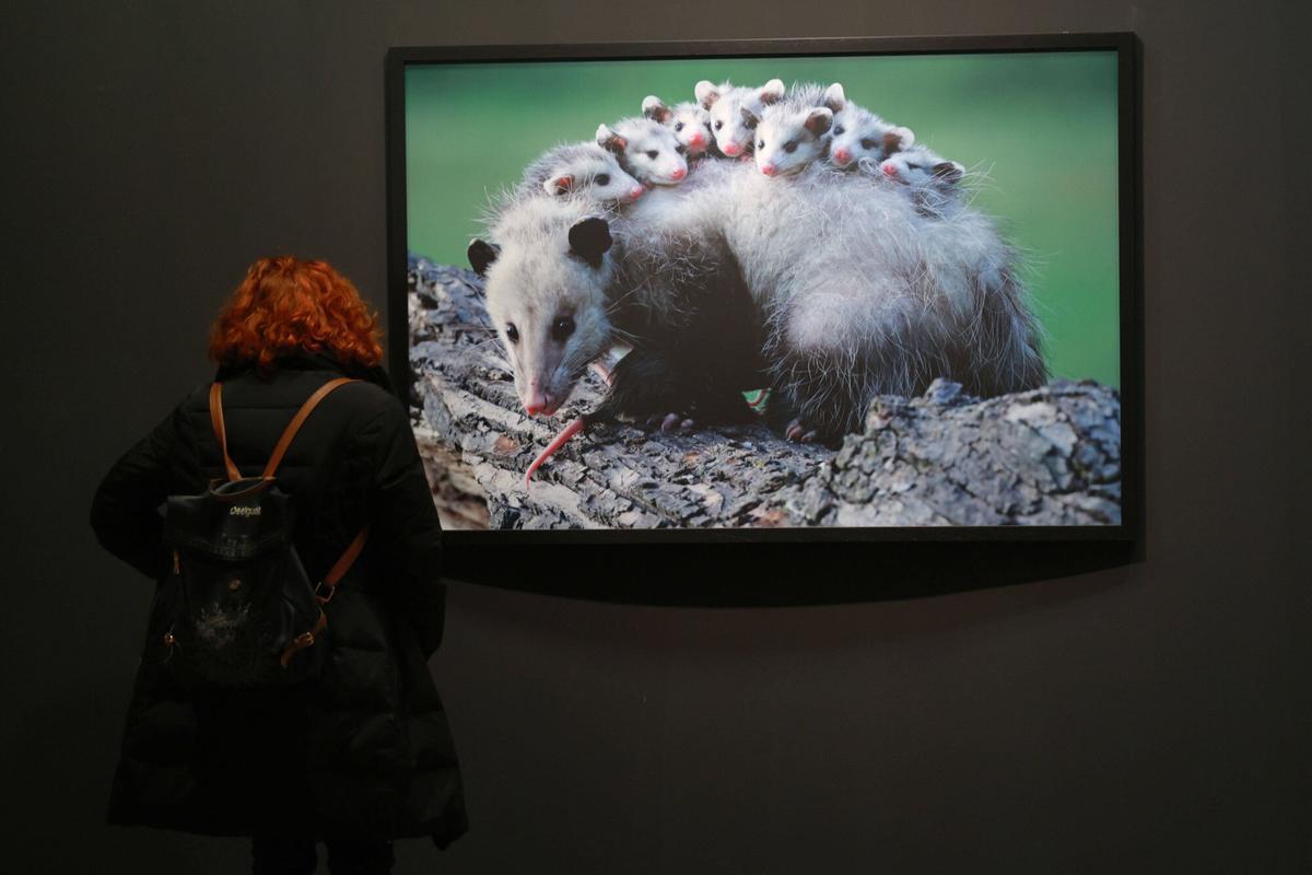 45 especies de animales exponen su maternidad  crianza