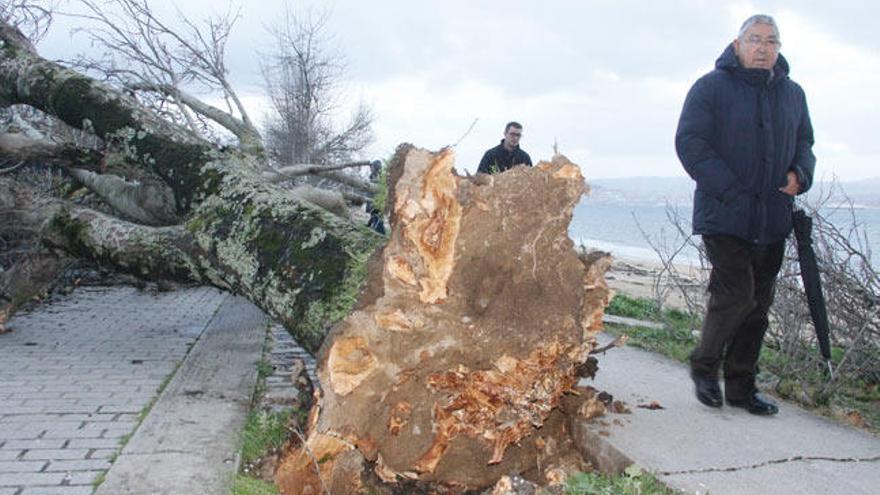 El viento derribó ayer un árbol en Cangas // SANTOS ÁLVAREZ
