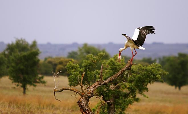 Un lugar perfecto para admirar aves.