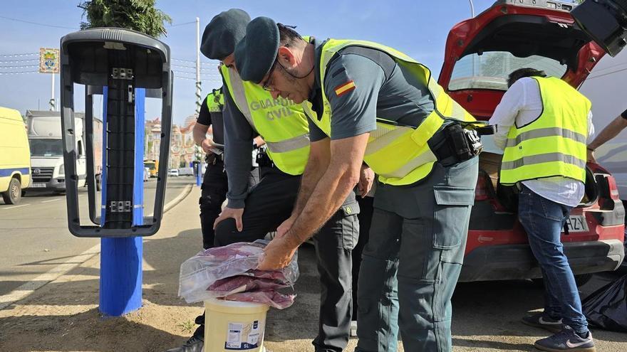 Langostinos, acedías y carne, a la basura: los agentes que inspeccionan el Real para evitar "intoxicaciones" en Feria