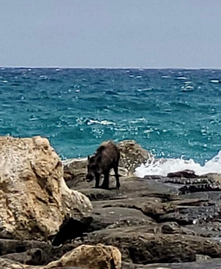 Abaten a un jabalí en El Campello tras obligar de desalojar una playa y dejar dos heridos