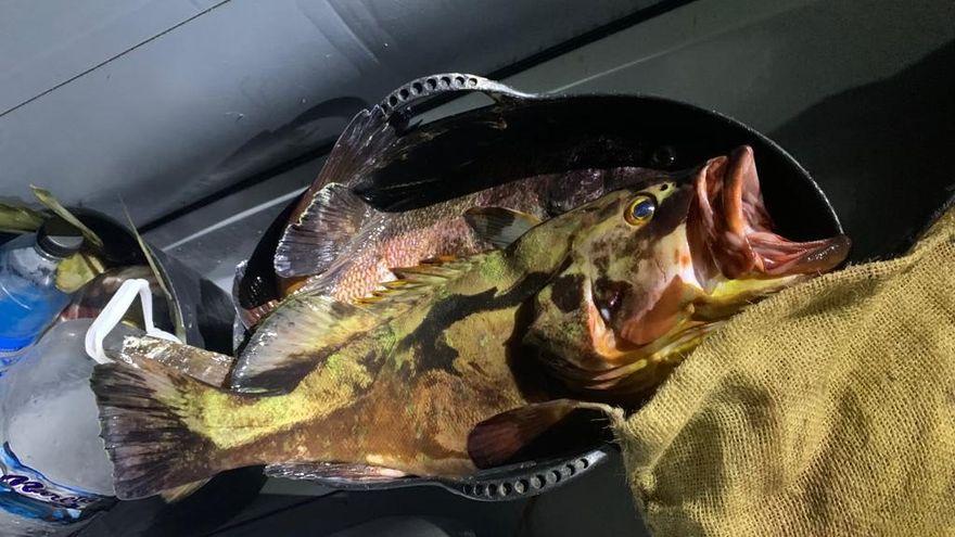 Parte de la captura realizada por los pescadores furtivos en El Hierro.