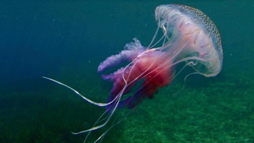 Un ejemplar de medusa luminiscente