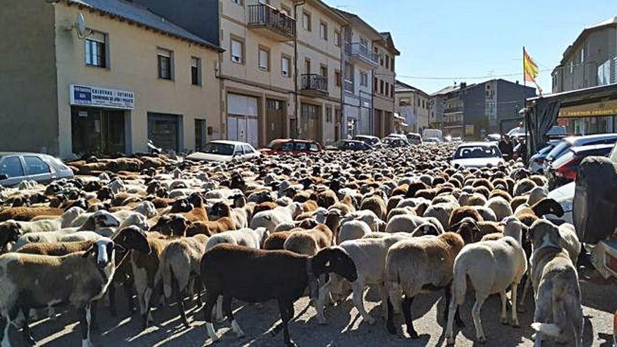 Los trashumantes alistanos pasan por El Puente