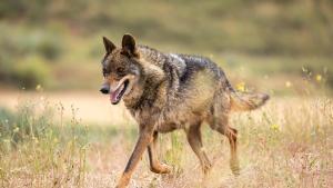 Un lobo ibérico en el medio natural