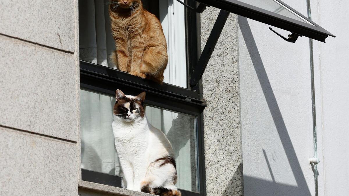 Dos gatos aprovechan el sol del mediodía