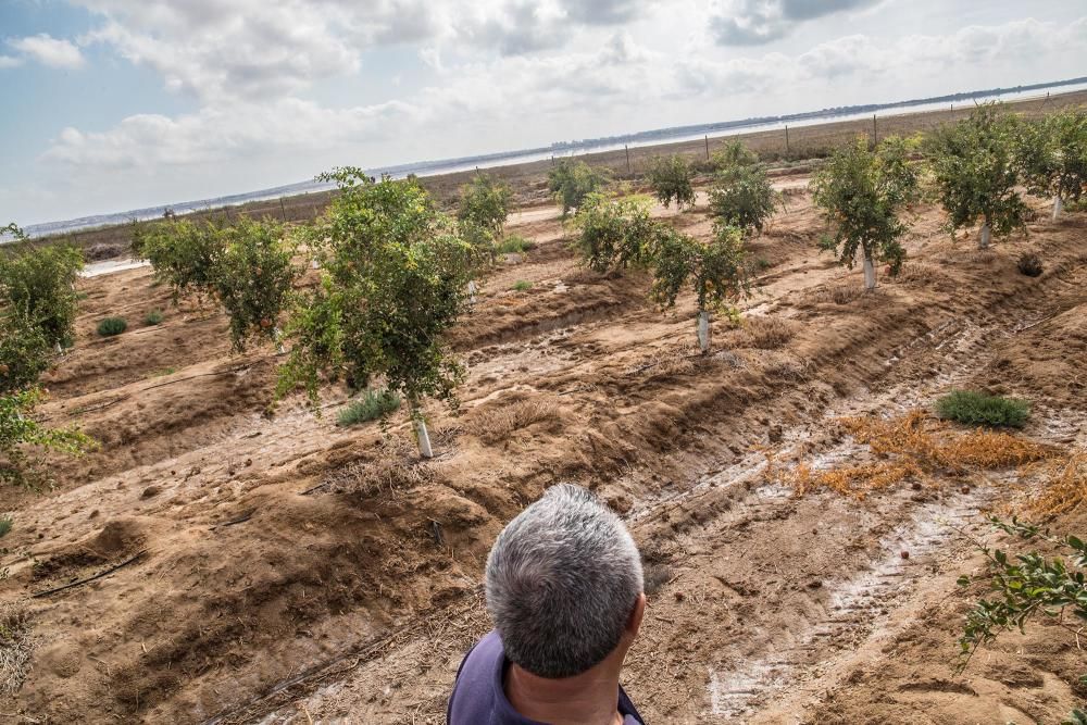 Una familia de agricultores de Elche escoge suelos torrevejenses para cultivar el fruto con denominación de origen