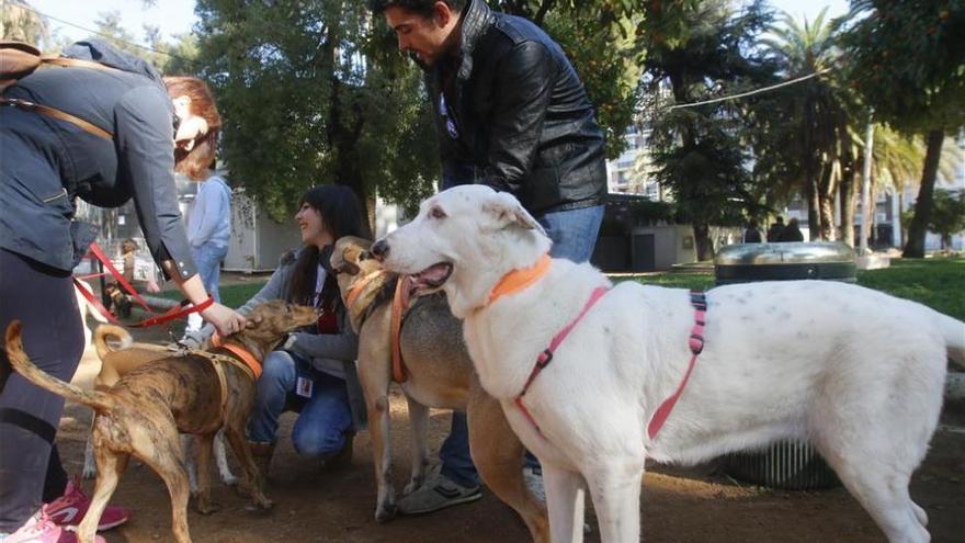 La provincia de Córdoba tiene registrados más de 346.000 animales de compañía