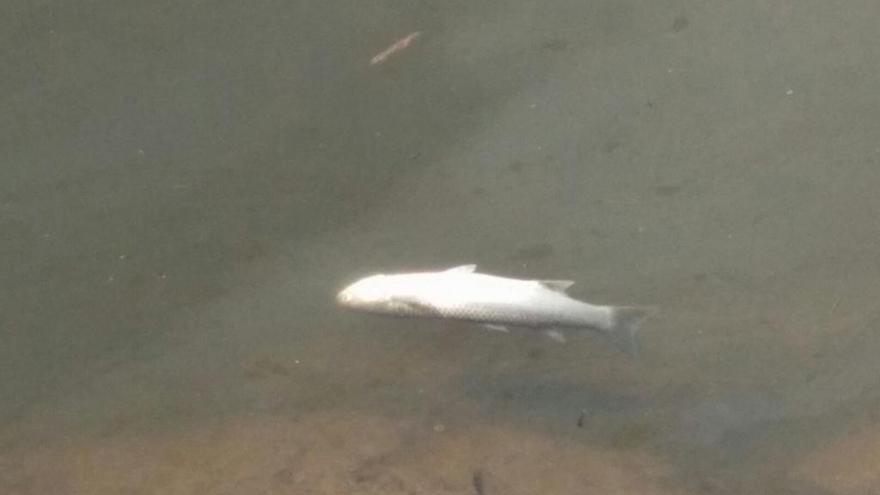 Uno de los peces hallados muertos en la ría el pasado mes de octubre.