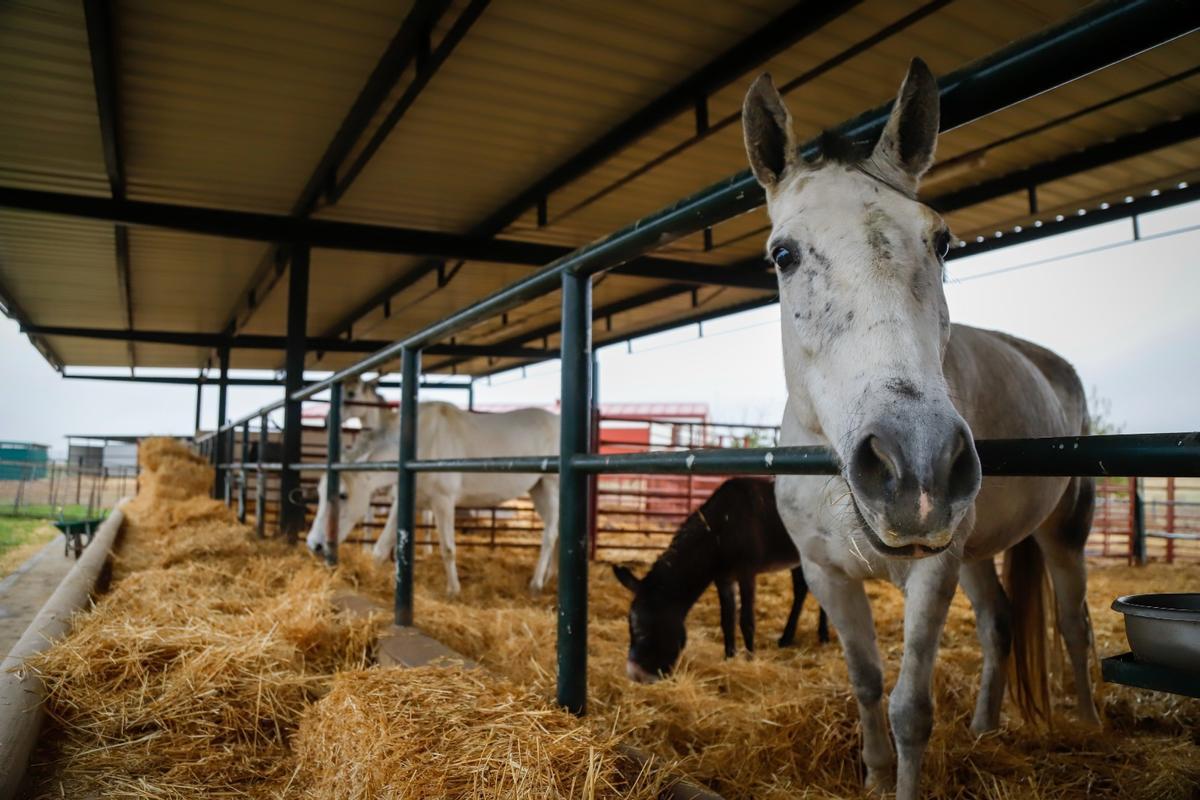 Imagen de varios caballos en la granja de la Facultad de Veterinaria de la UCO, en Rabanales.