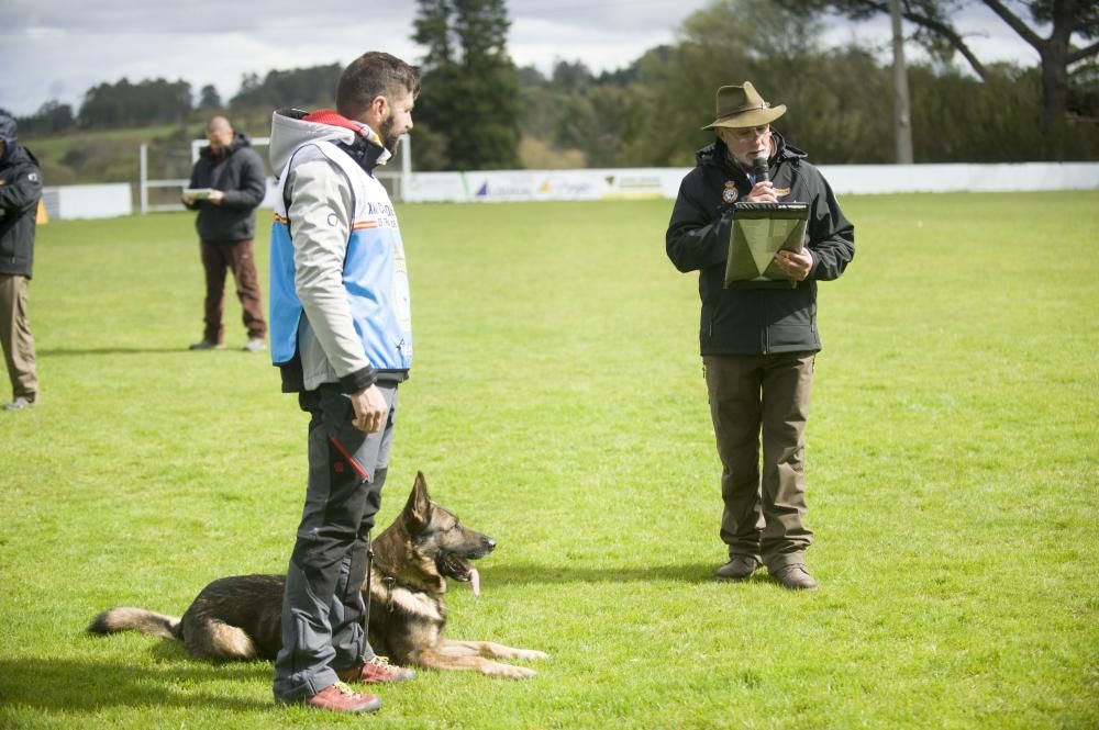 Copa de España de Trabajo para Perros de Utilidad