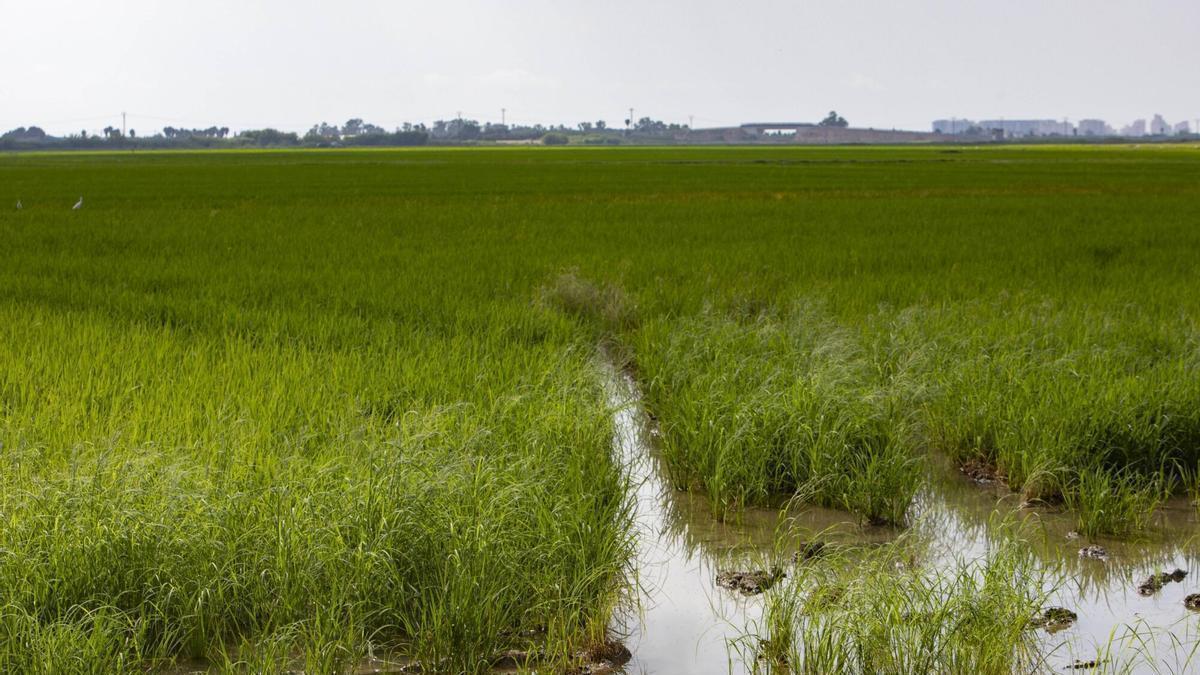 Arrozales en el término de Cullera