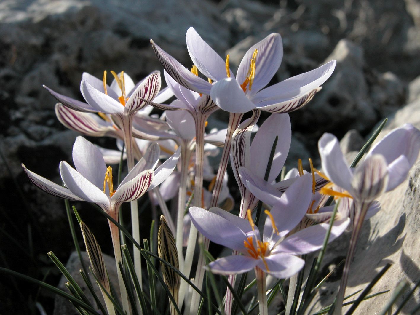 Crocus cambessedesii .jpg