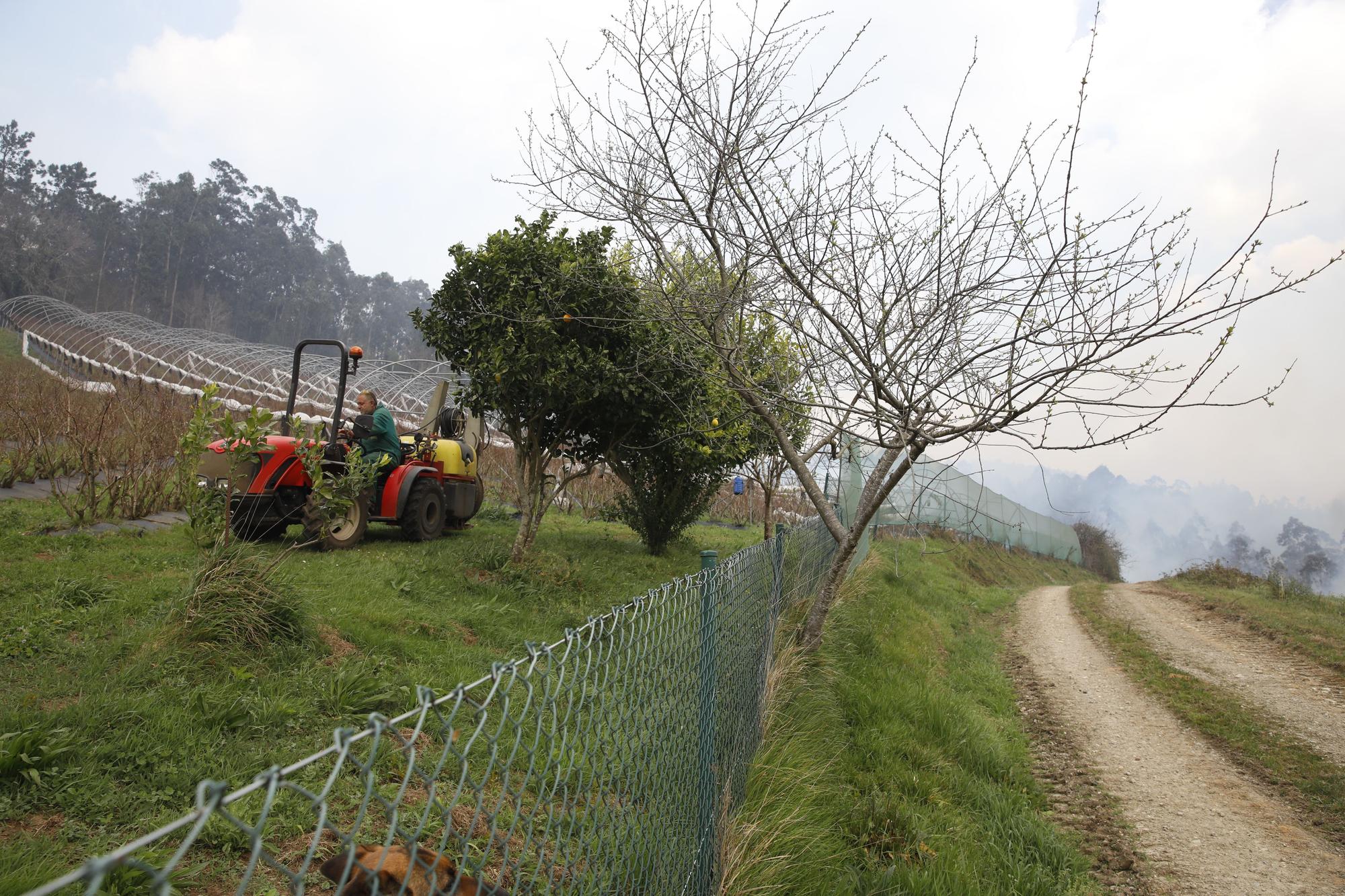 Incendio en la zona de San Pelayo de Tehona, en Valdés