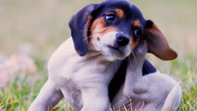 ¿Cómo quitar garrapatas a un perro?