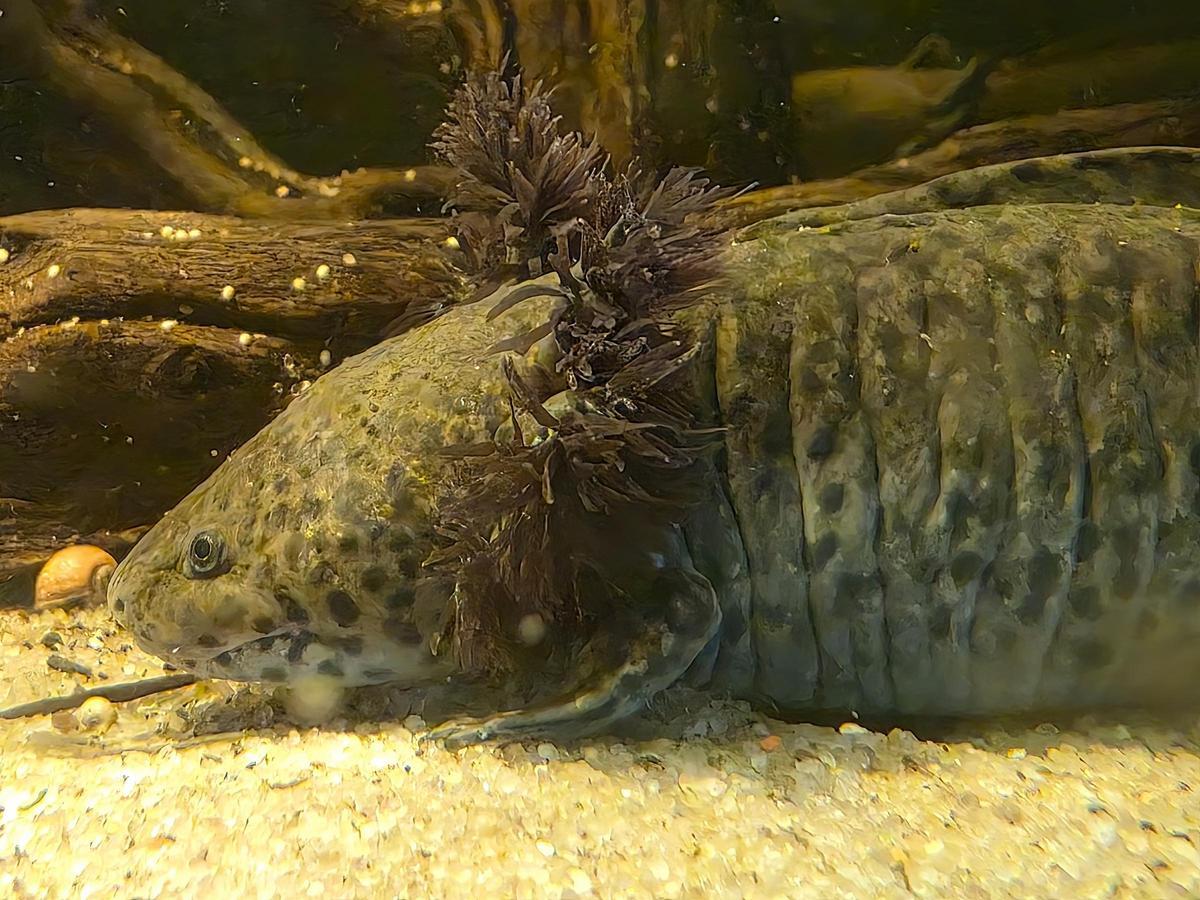 Ejemplar de ajolote gris, en el Centro de Fauna Exótica de Santa Cruz.