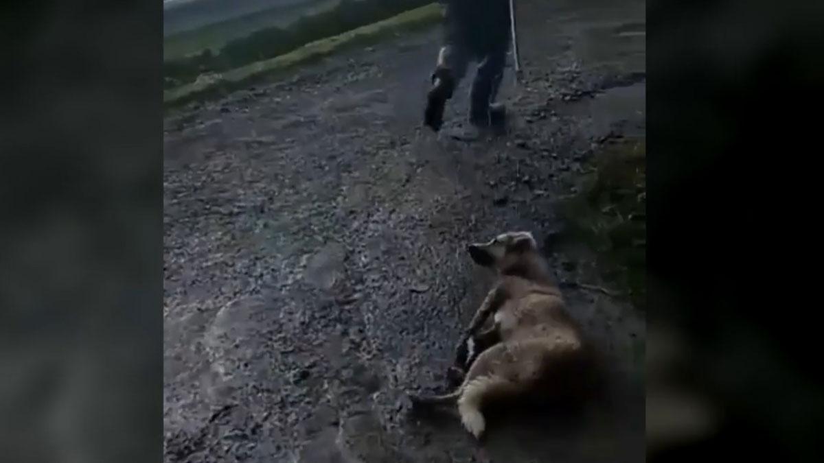 Un cazador arrastra a su perro por el suelo