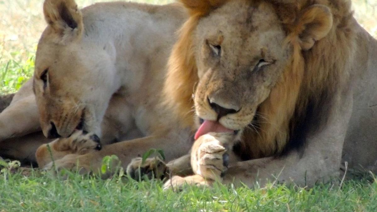 Un león y una leona descansan a la sombra.