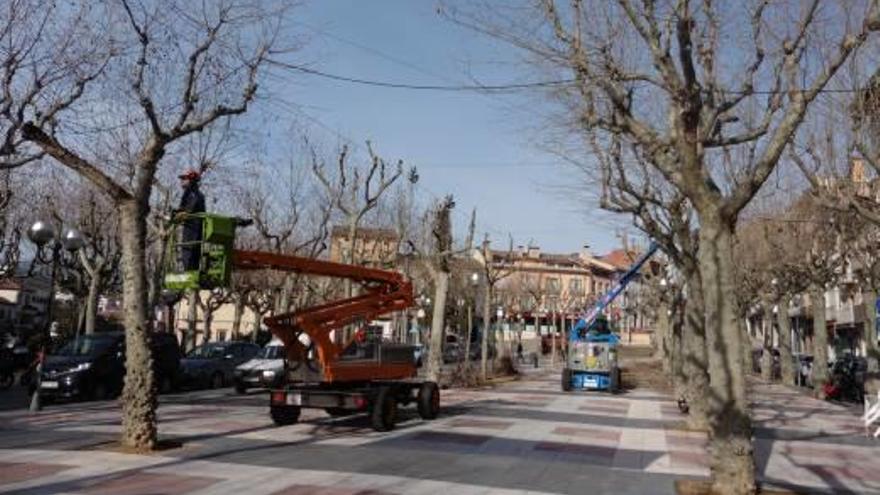 Olot poda els arbres del Firal per tenir-los preparats per a les obres