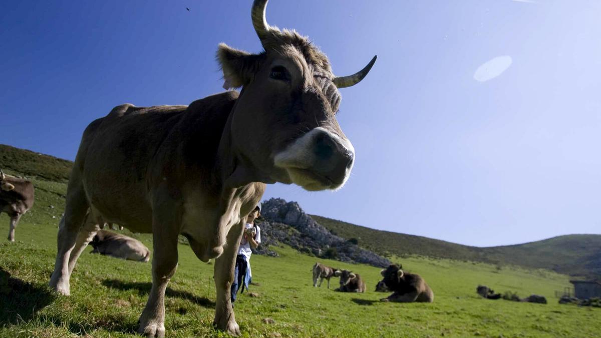 Unas vacas pastando en un prado asturiano