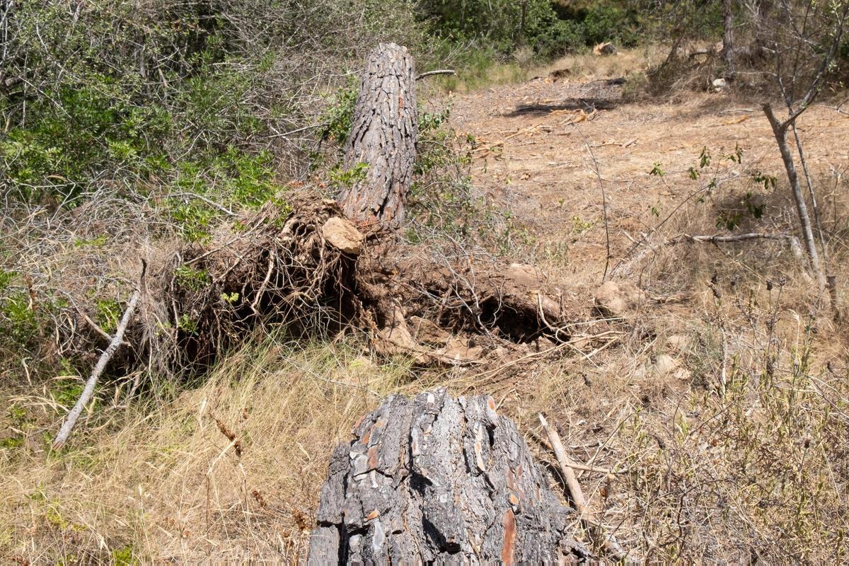 Las fotos de los pinos talados en Bellver que la dana Alice derribó hace ocho meses