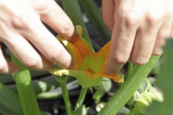 Mit den tiefgrünen Zucchini der Sorte carbassó negre beliefert die Familie Pascual Supermärkte und Gemüseläden der Insel. Die geöffneten Blüten sind für den Gourmet-Markt bestimmt, wie auch das zarte Baby-Format der Frucht.