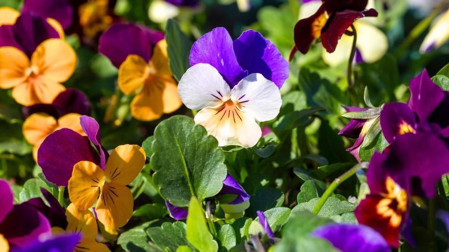 Plántalas en septiembre y tendrás un jardín lleno de flores durante todo el invierno