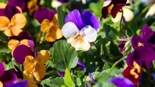 Plántalas en septiembre y tendrás un jardín lleno de flores durante todo el invierno