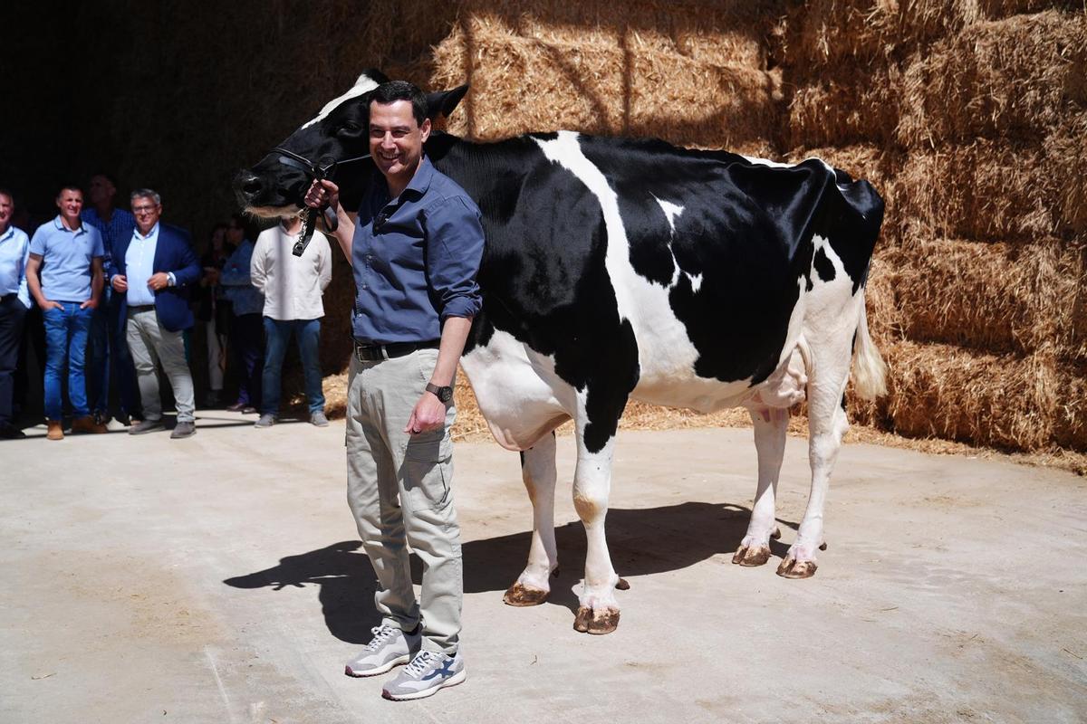 Juanma Moreno, con Blanca la nieta de Fadie, su vaca talismán este jueves en Añora.