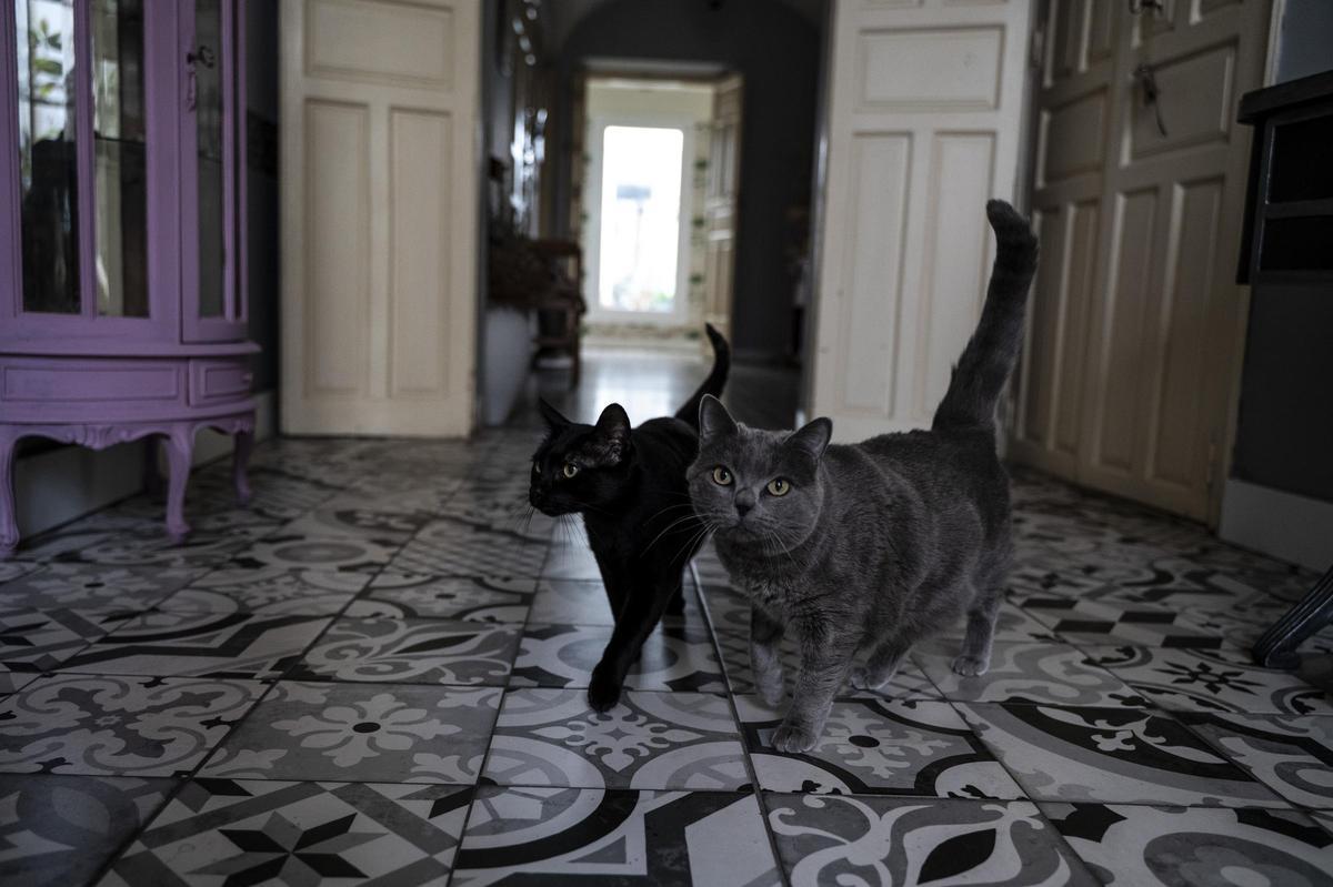 Galería | Así está en la actualidad la casa de Cáceres de Juana Elguezabal