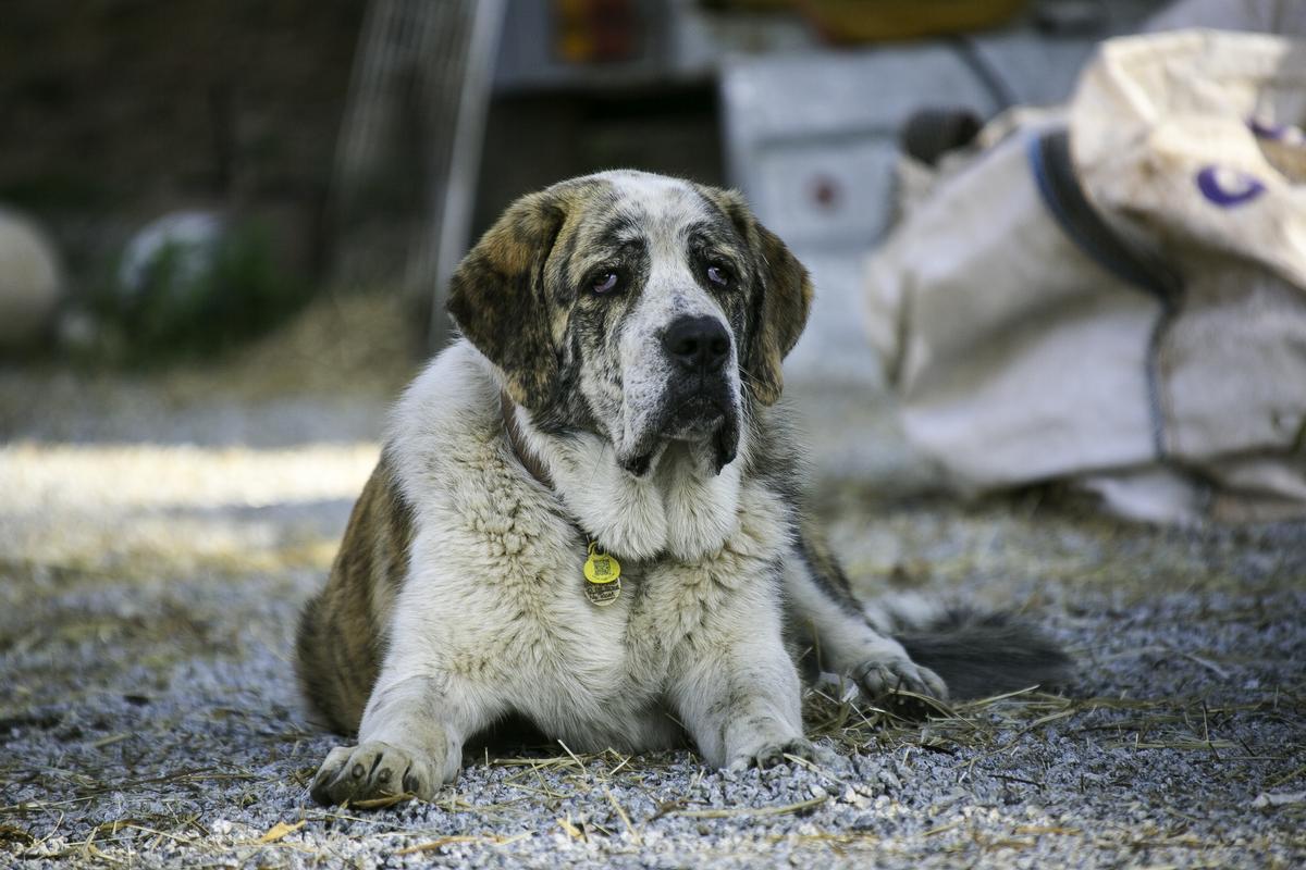 Un mastín de ocho meses, el perro de vigilancia del rebaño de Collserola