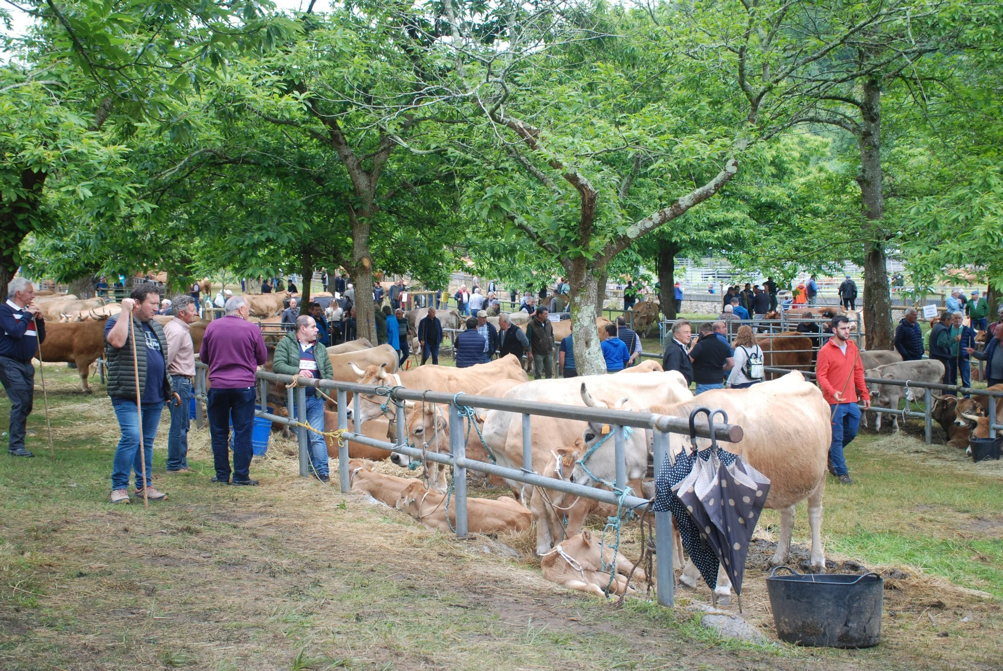 La Feriona de Corao en imágenes