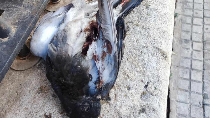 Denunciarán al Ayuntamiento de Palma y al Consell por &quot;el asesinato de palomas a tiro limpio&quot;