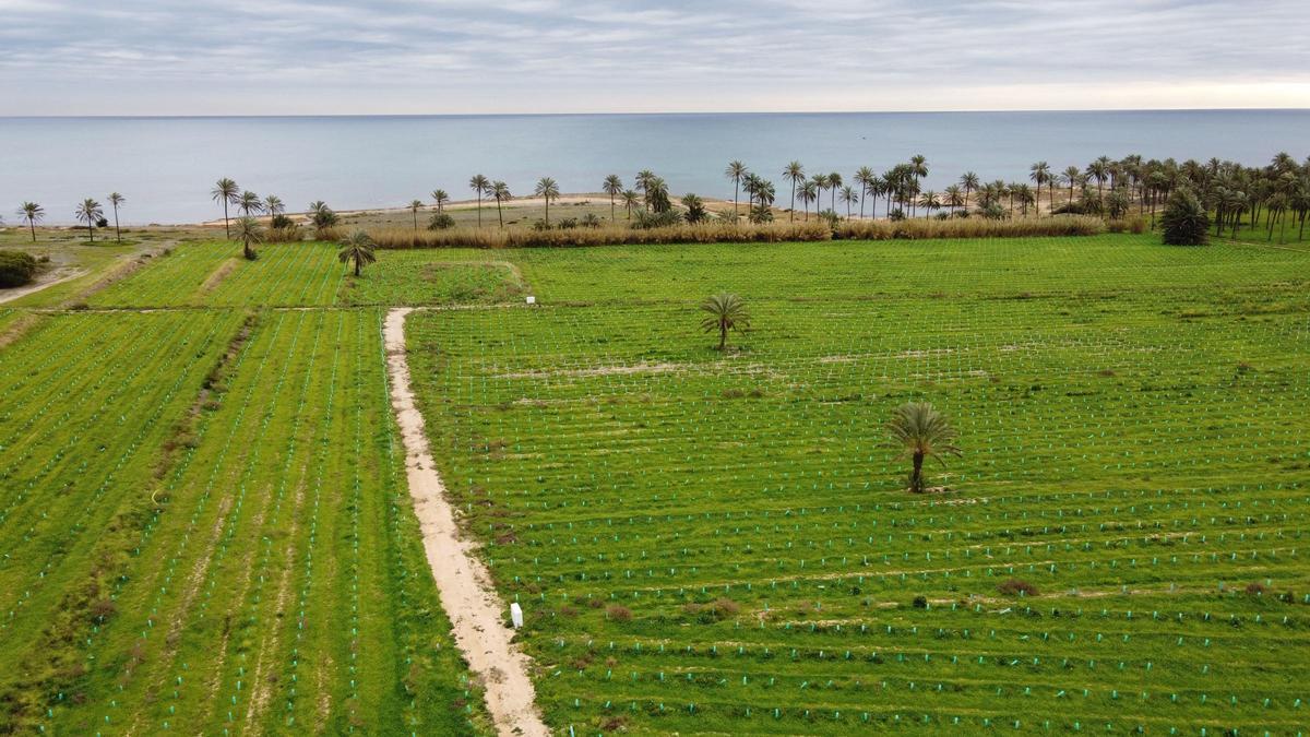 Viñedos de Ferrís junto al palmeral y la playa