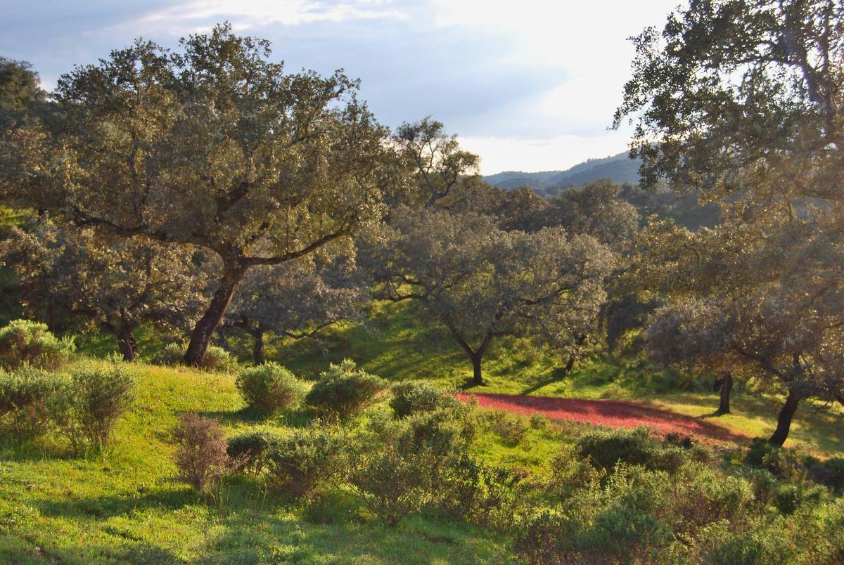 El parque natural de Sierra de Aracena y Picos de Aroche es uno de los más infravalorados del país