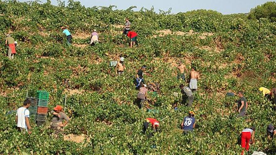 Cuadrillas de vendimiadores recogiendo la uva en una parcela de Morales del Toro la temporada pasada.