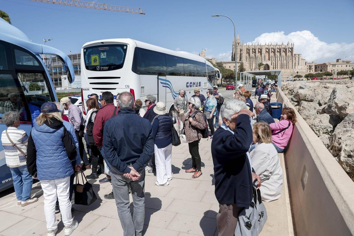 Viajeros llegados en cruceros en Palma junto a los autobuses para ir de excursión.