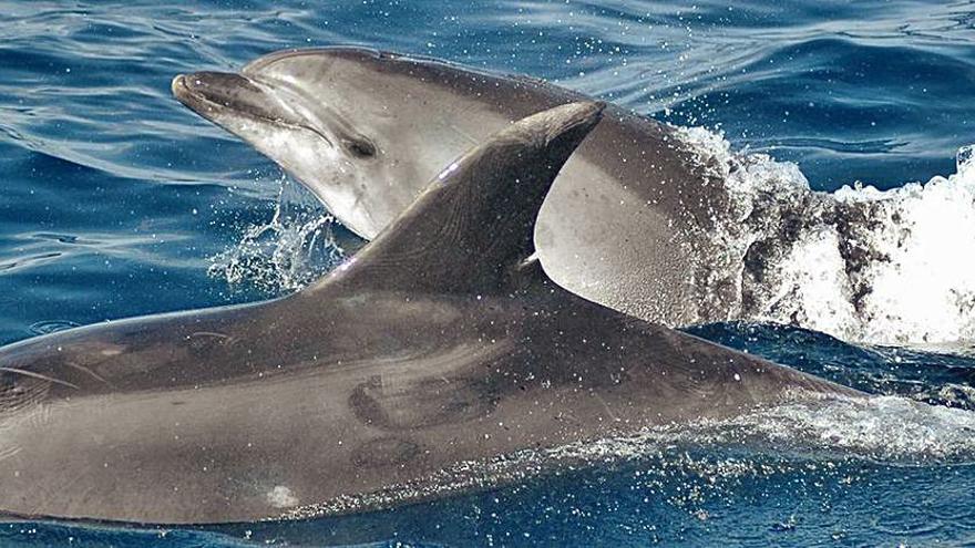 Delfines en el cañón de Avilés.