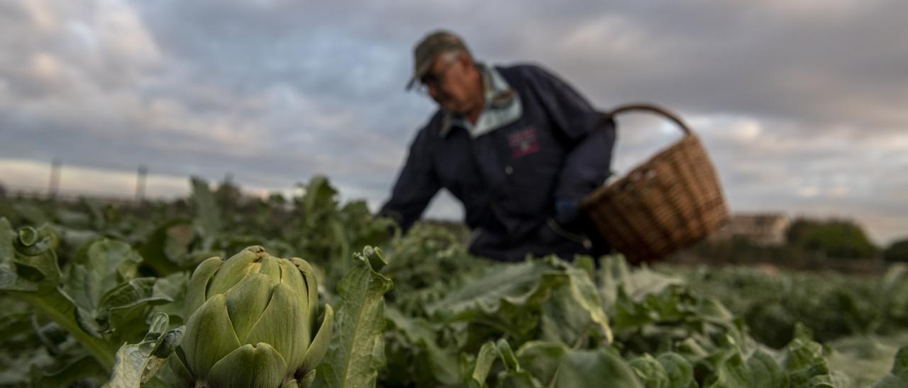 Un agricultor recoge alcachofas en su huerto. La mayoría de los beneficiarios de la PAC tienen más de 60 años