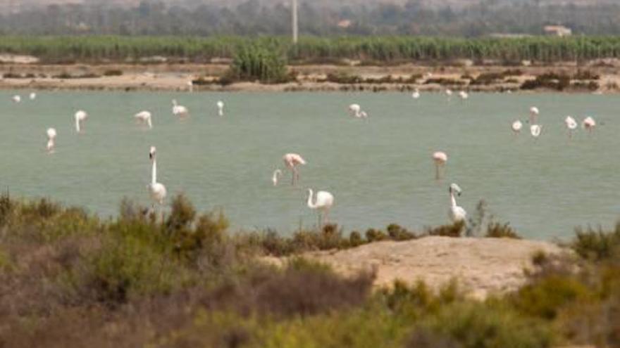 Flamencos en Santa Pola, en una imagen de archivo.