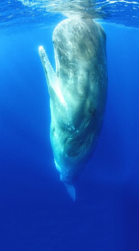 Un cachalote roza la superficie del agua. |  SHUTTERSTOCK