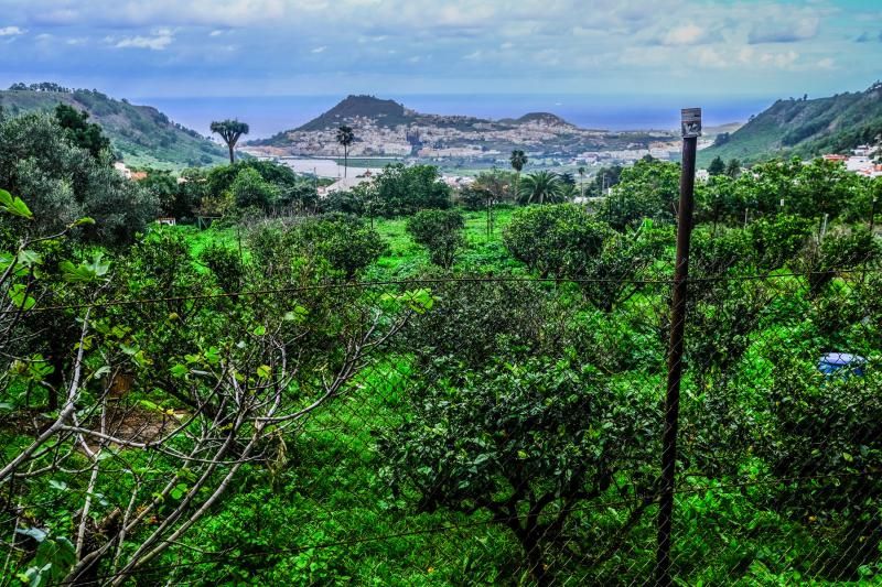 El agua caída con filomena beneficia al campo aruquense